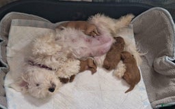 Maltipoo dogs for sale: Danny - Image 5