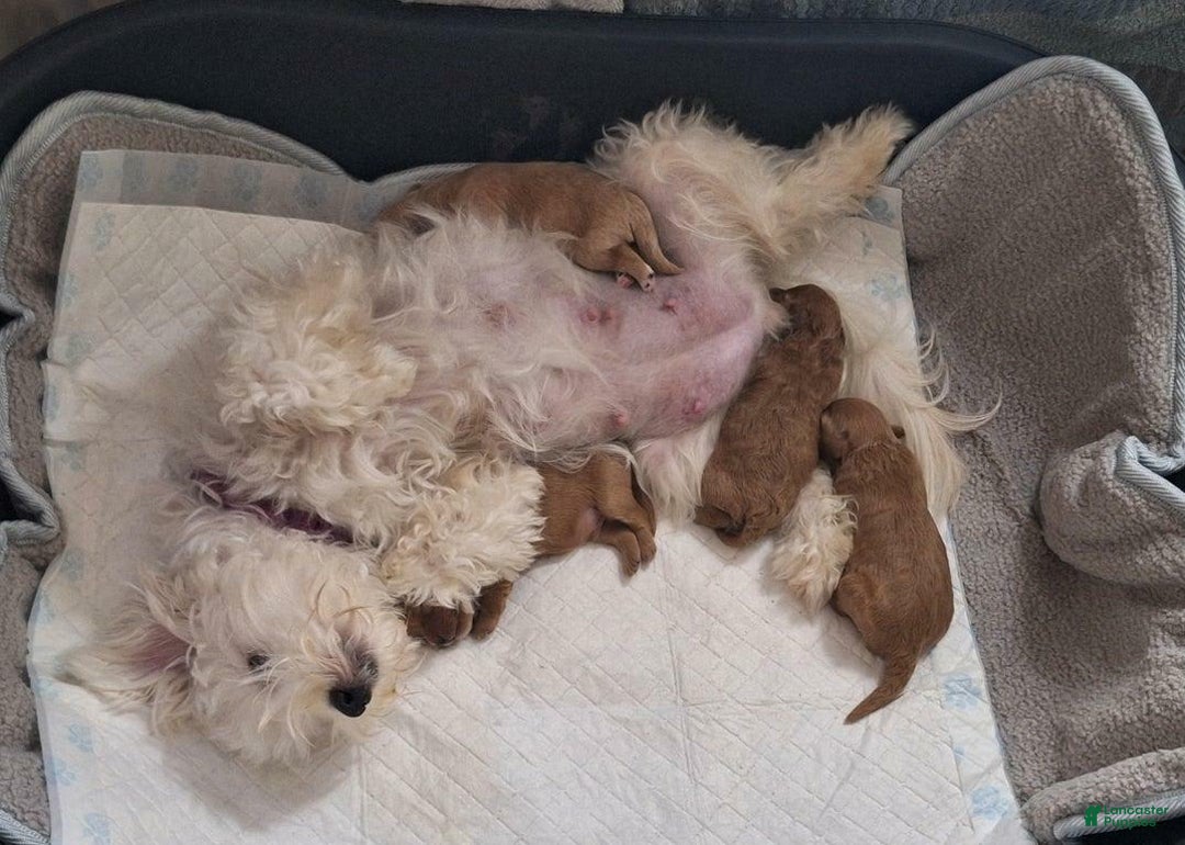 Maltipoo dogs for sale: Danny - Image 5