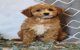 Cockapoo dogs for sale: Kate - Image 2