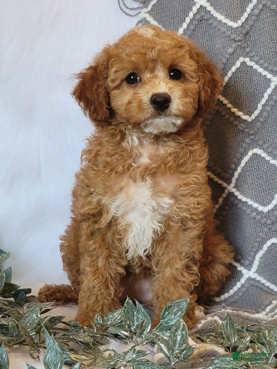 Cockapoo dogs for sale: Kate - Image 2
