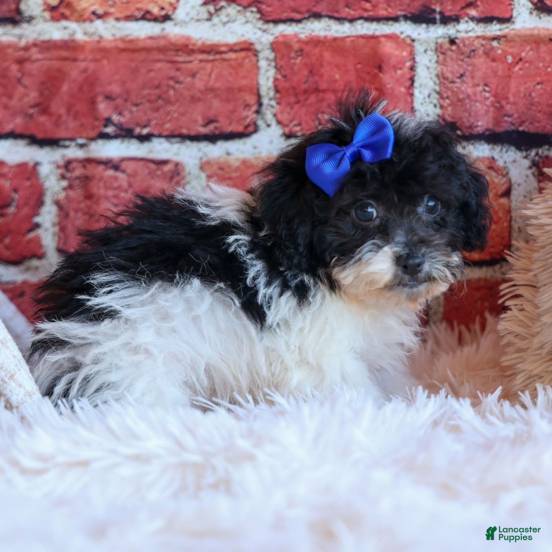 Bichpoo dogs for sale: Barney - Image 9