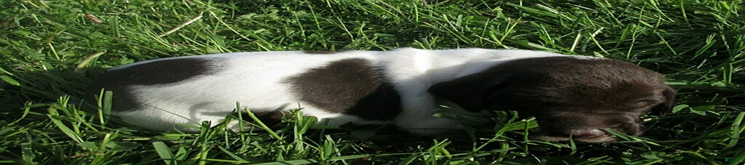 Marko