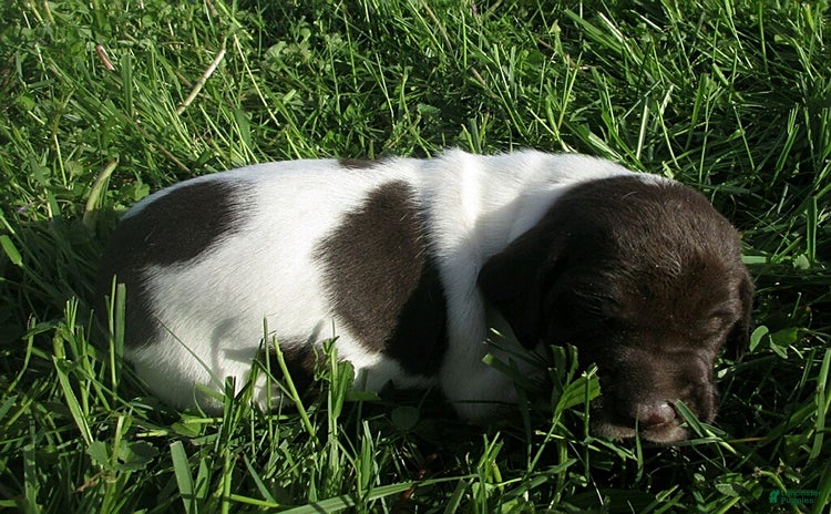 German Shorthaired Pointer dogs for sale - Ad 3