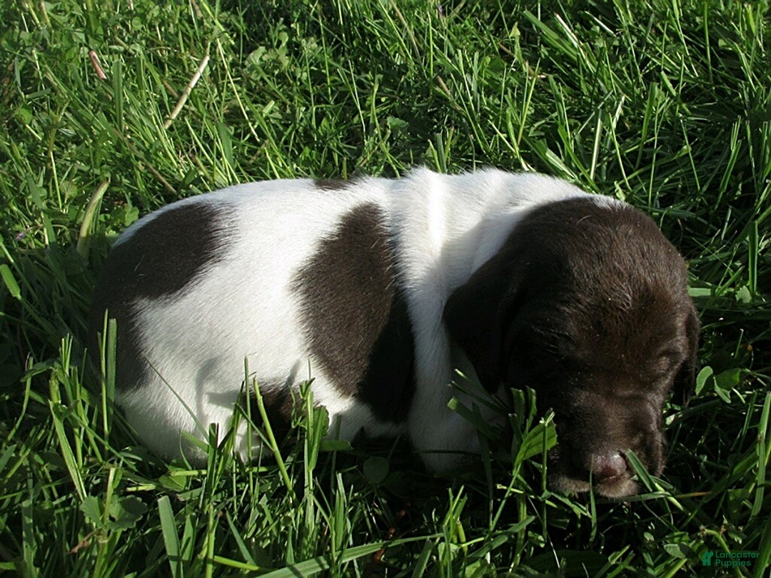 German Shorthaired Pointer dogs for sale: Marko - Image 1