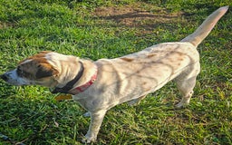 Puggle dogs for sale: Toby - Image 9