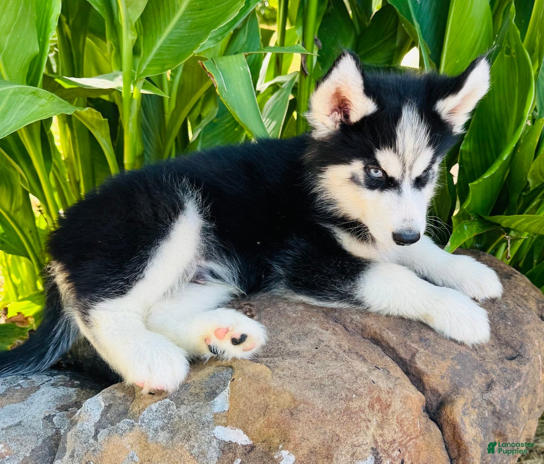 Siberian Husky dogs for sale: Stetson - Image 2