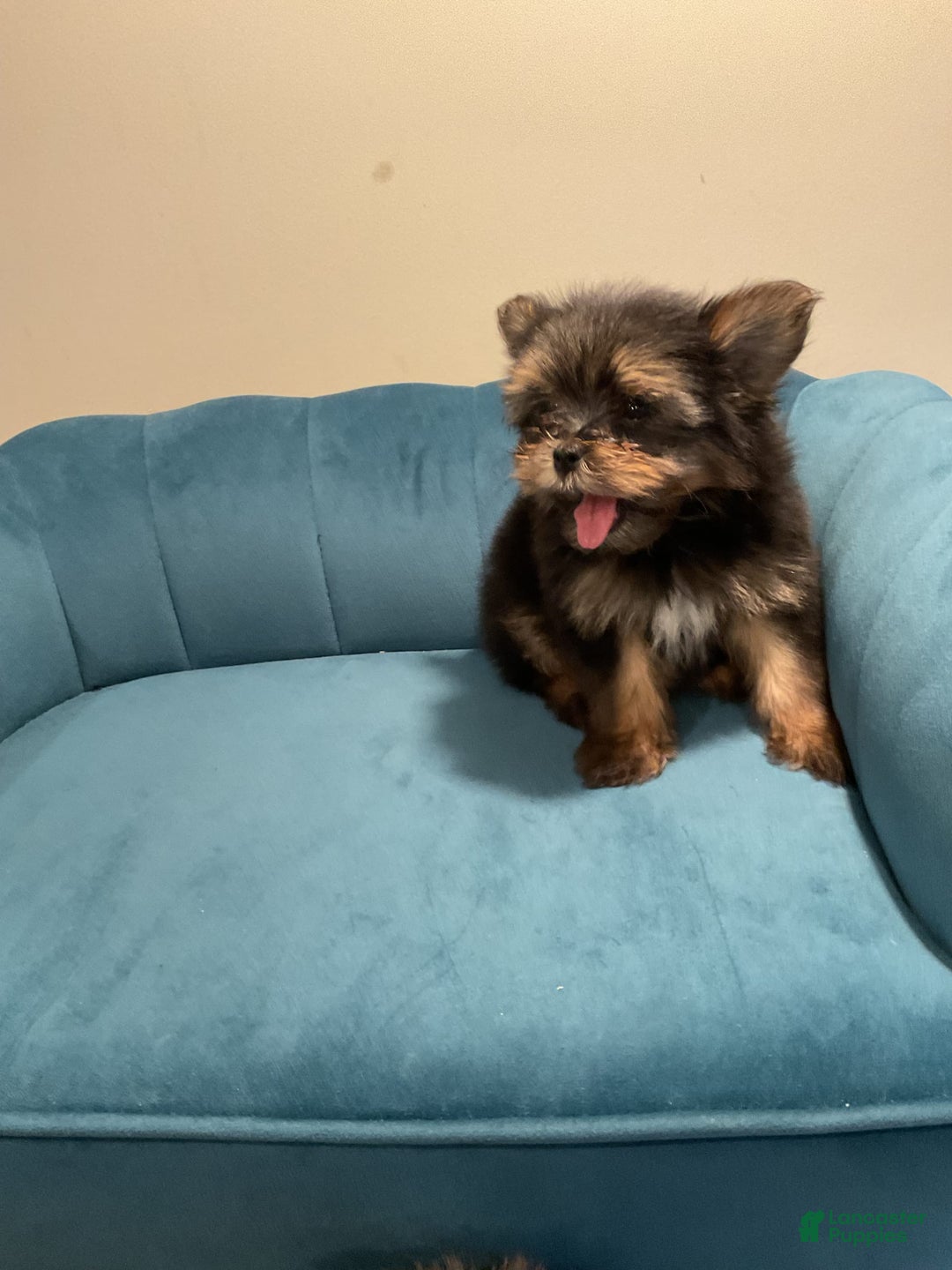 Biewer Terrier dogs for sale: Max - Image 5