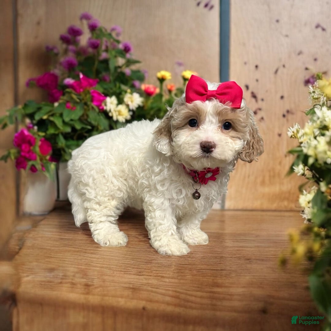 Cavapoo dogs for sale: Cannoli - Image 12