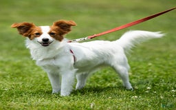 Papillon dogs for sale: Fansie - Image 5