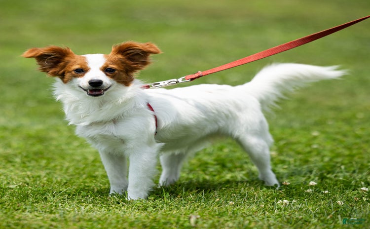 Papillon dogs for sale - Ad 3