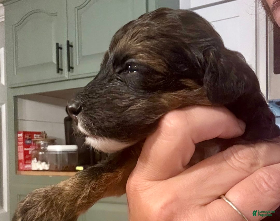 Bernedoodle dogs for sale: Green Collar Girl - Image 6