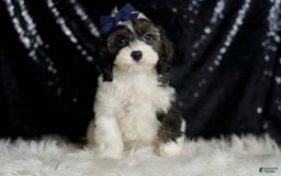 Cavapoo dogs for sale: Sammy - Image 5