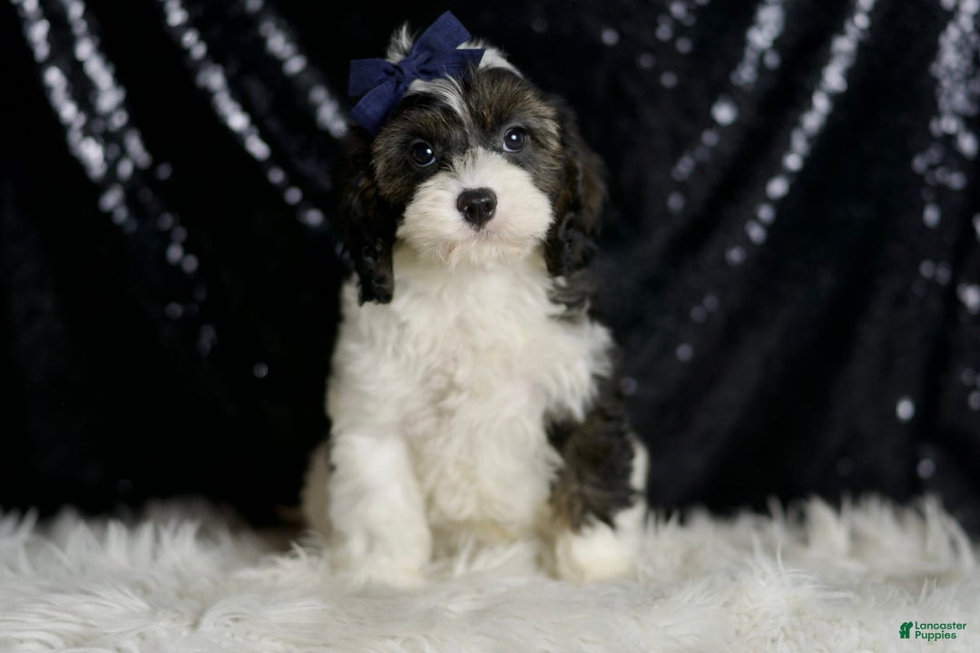 Cavapoo dogs for sale: Sammy - Image 5