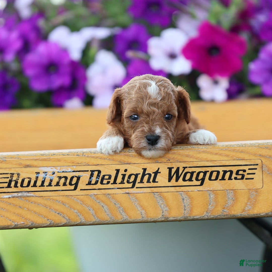Toy Poodle dogs for sale: Raine - Image 10
