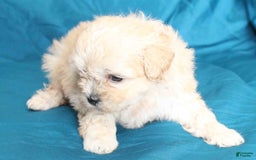 Shihpoo dogs for sale: Libby - Image 2