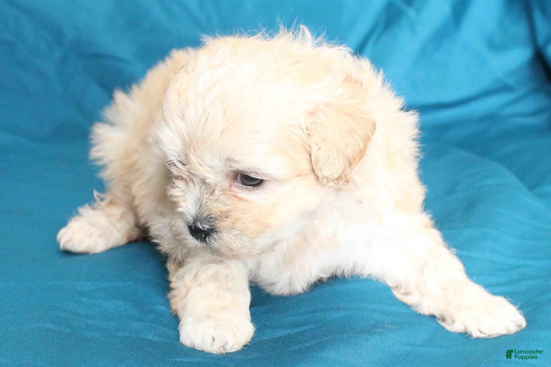 Shihpoo dogs for sale: Libby - Image 2