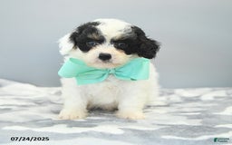 Cavapoo dogs for sale: Sawyer - Image 2