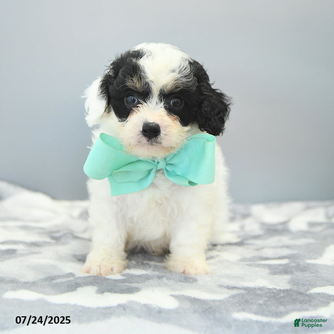 Cavapoo dogs for sale: Sawyer - Image 2