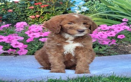 Goldendoodle dogs for sale: Ricky - Image 10