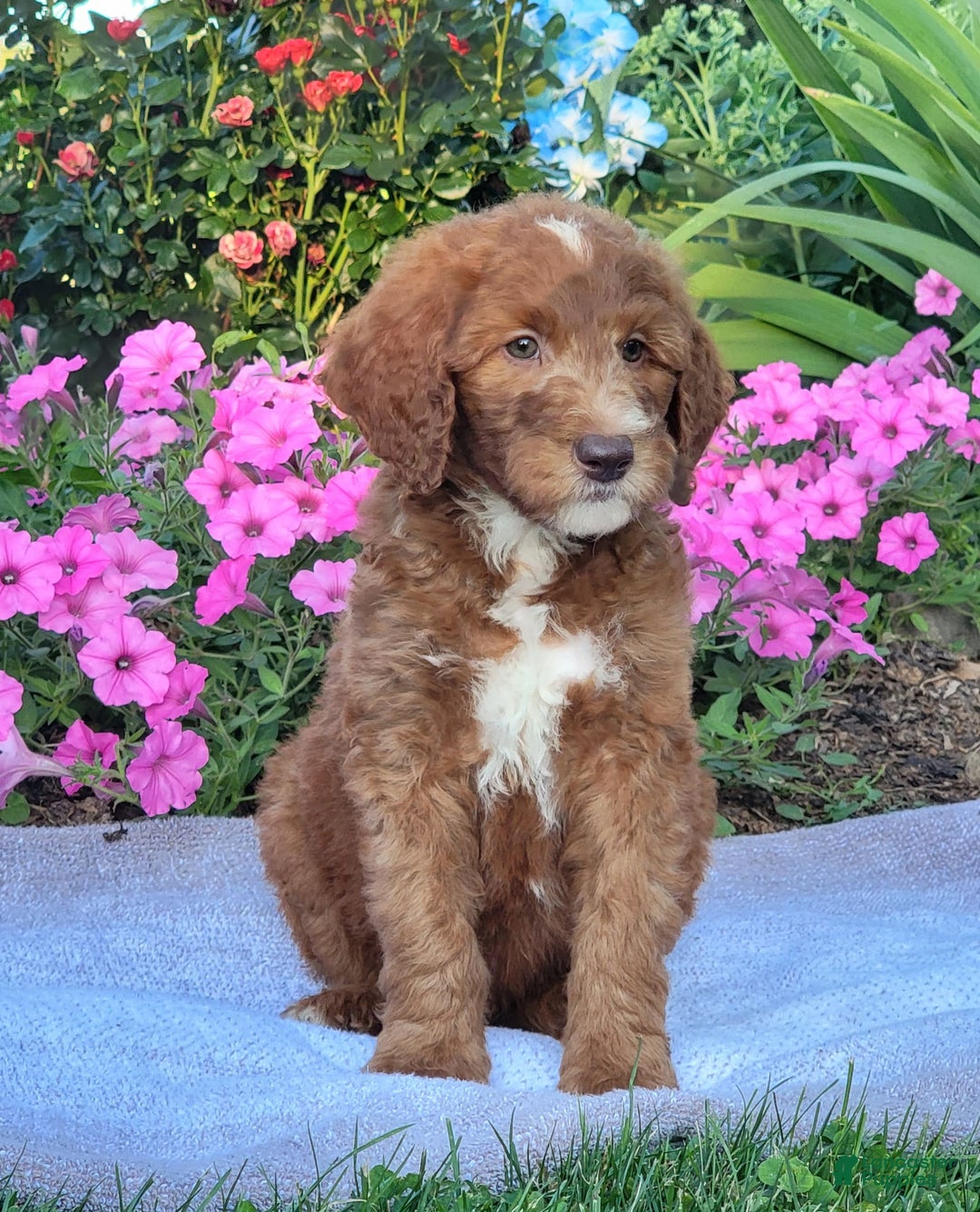 Goldendoodle dogs for sale: Ricky - Image 10
