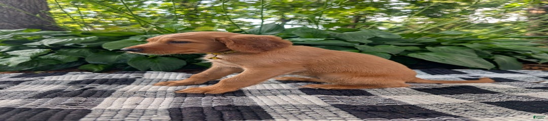Yellow Collar
