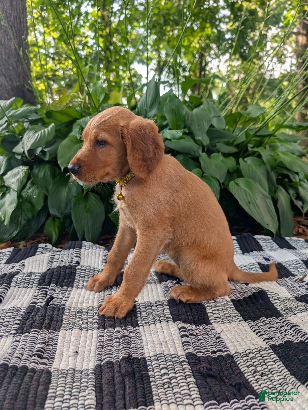 Irish Setter dogs for sale: Yellow Collar - Image 1