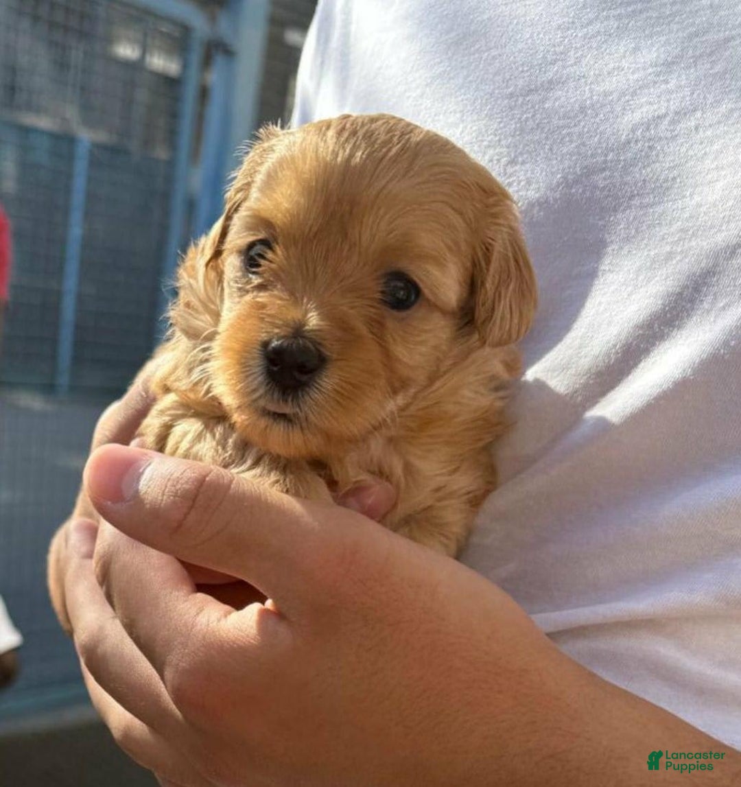 Maltipoo dogs for sale: Sally - Image 4