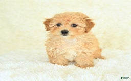 Bichpoo dogs for sale: Sugar Cookie - Image 4