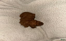 Miniature Poodle dogs for sale: Red Female 1 - Image 3