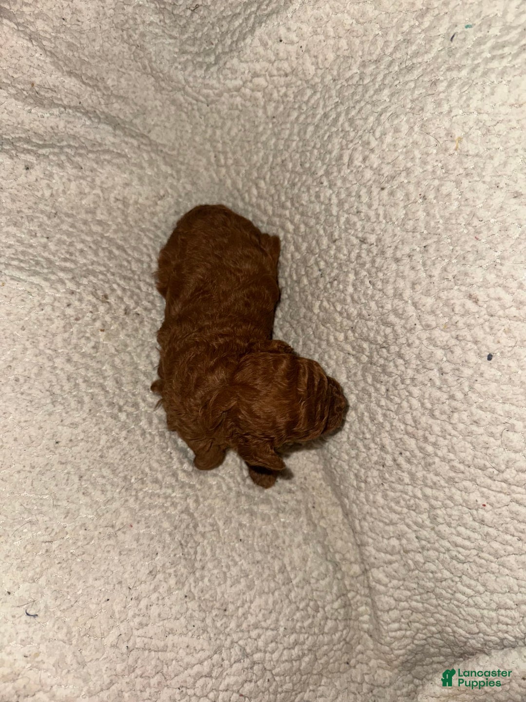 Miniature Poodle dogs for sale: Red Female 1 - Image 3