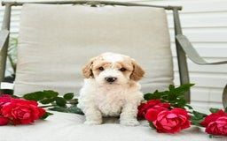 Cockapoo dogs for sale: Justin - Image 7
