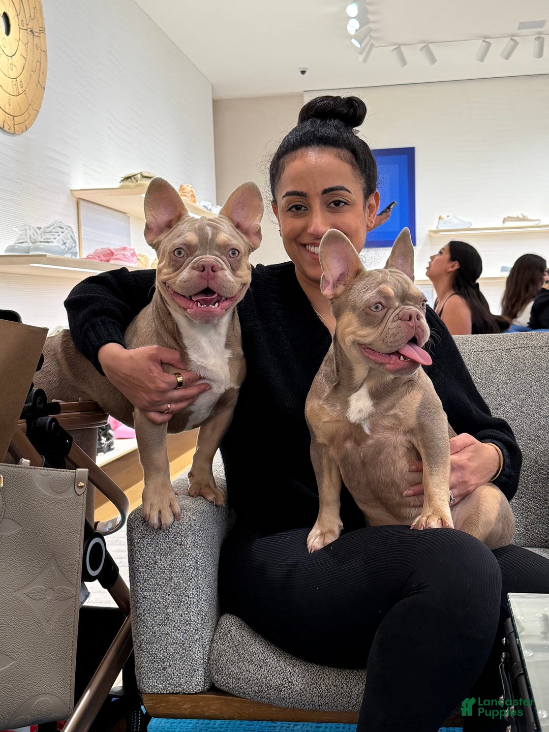 French Bulldog dogs for sale: Dj - Image 15
