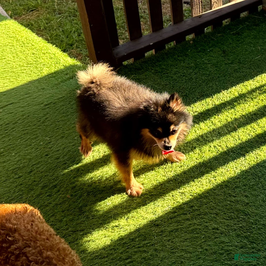 Pomeranian dogs for sale: Annabelle - Image 8