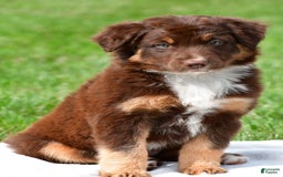 Australian Shepherd dogs for sale: CoCo - Image 11