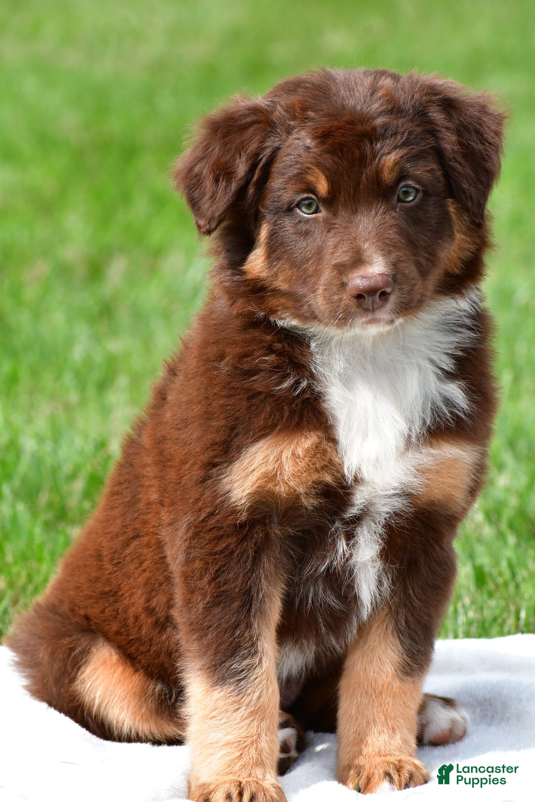 Australian Shepherd dogs for sale: CoCo - Image 11