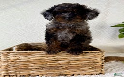 Cockapoo dogs for sale: Cockapoo 5 puppies - Image 21