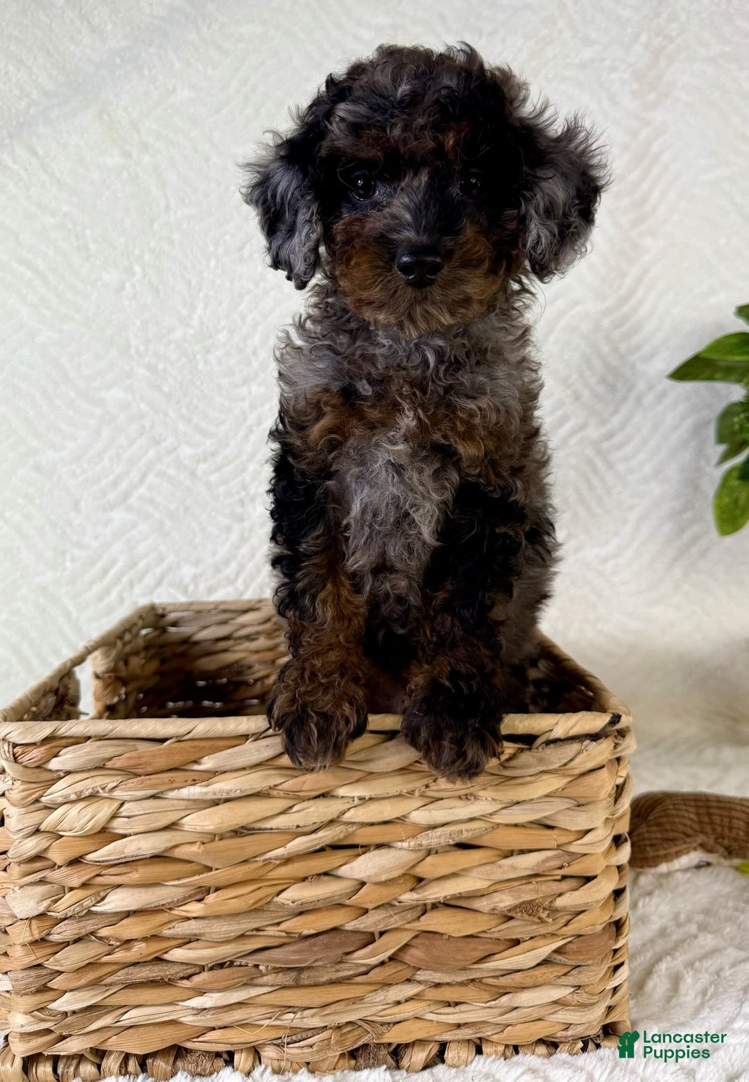 Cockapoo dogs for sale: Cockapoo 5 puppies - Image 21