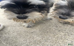 Miniature Schnauzer dogs for sale: Salt And Pepper W/tint Of Brown - Image 1