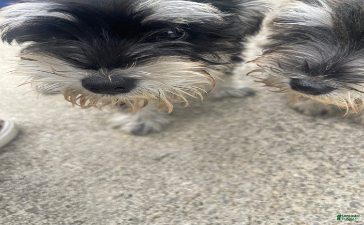 Miniature Schnauzer dogs for sale - Ad 1