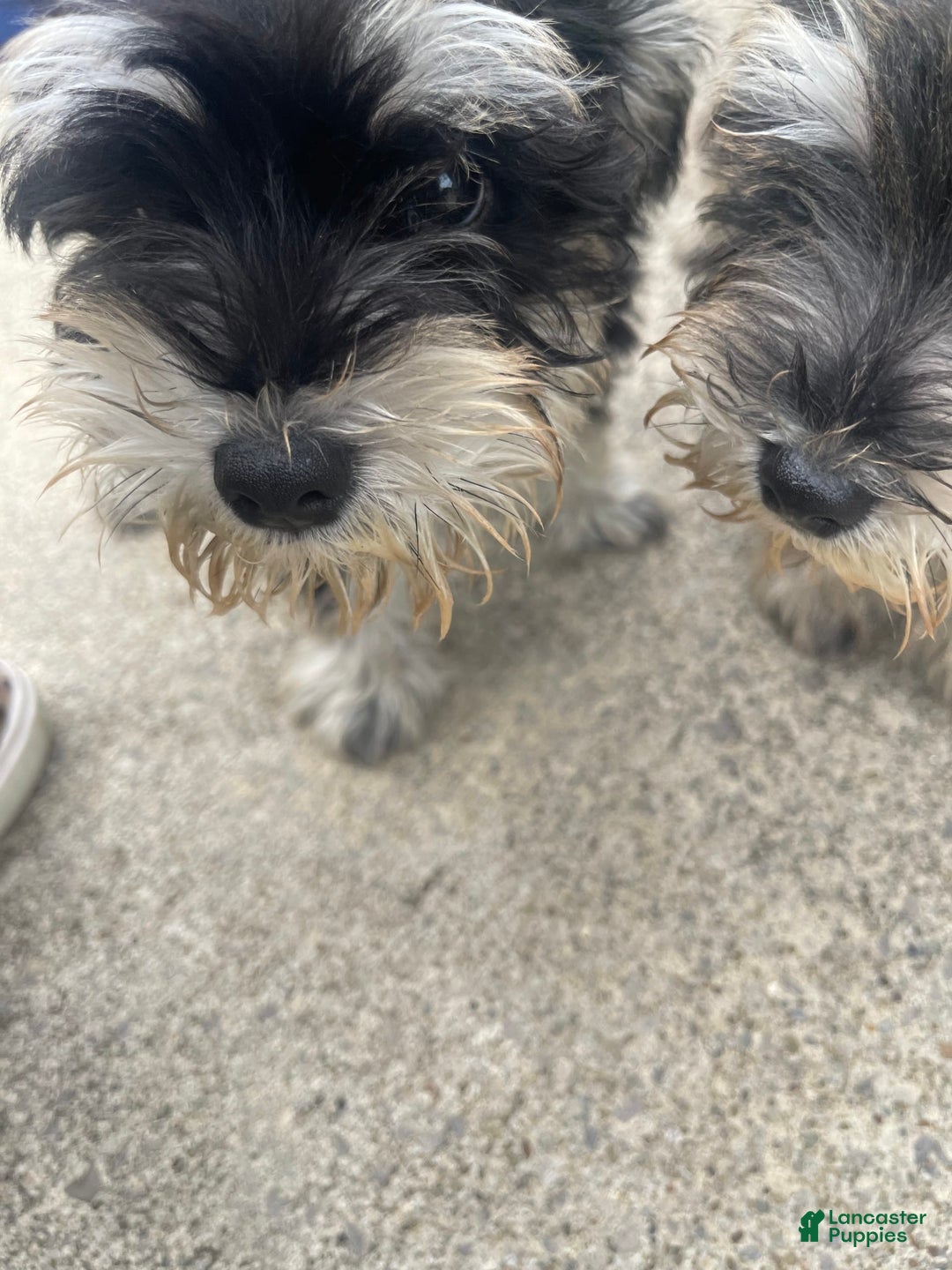 Miniature Schnauzer dogs for sale: Salt And Pepper W/tint Of Brown - Image 1