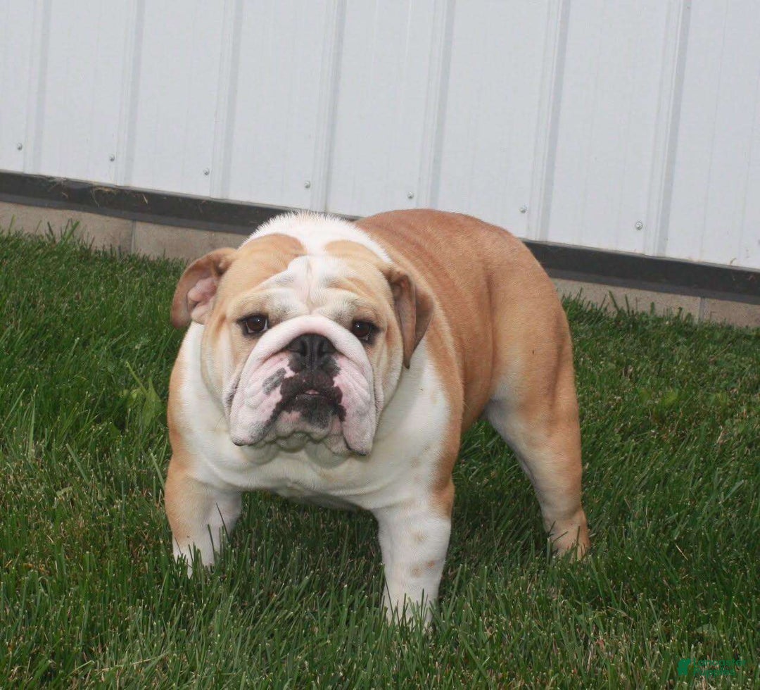 Beabull dogs for sale: Rockstar - Image 11