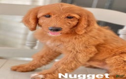 Goldendoodle dogs for sale: Nugget - Image 16