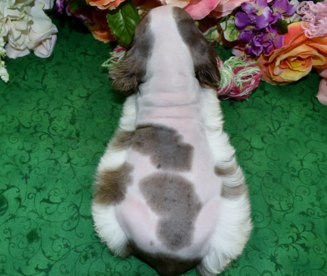 Cocker Spaniel dogs for sale: Brandychocolatetanpartimerlecockerpuppy - Image 3