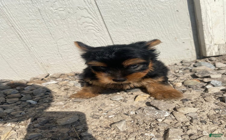 Yorkshire Terrier dogs for sale - Ad 2