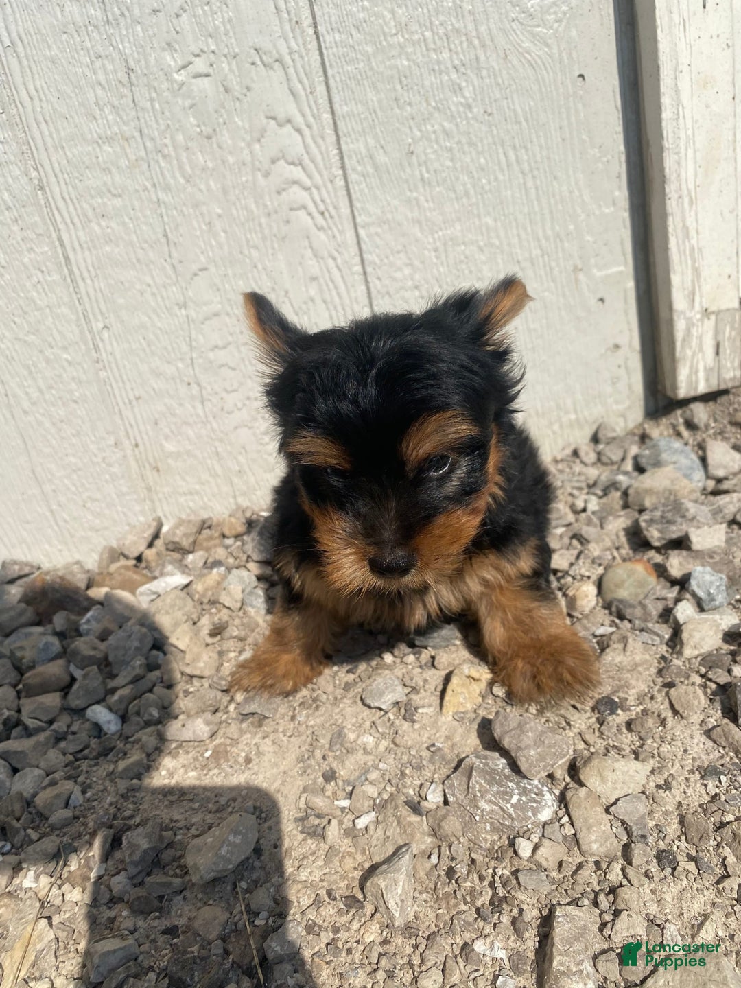 Yorkshire Terrier dogs for sale: Dewey - Image 5
