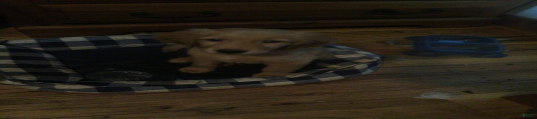 Duke