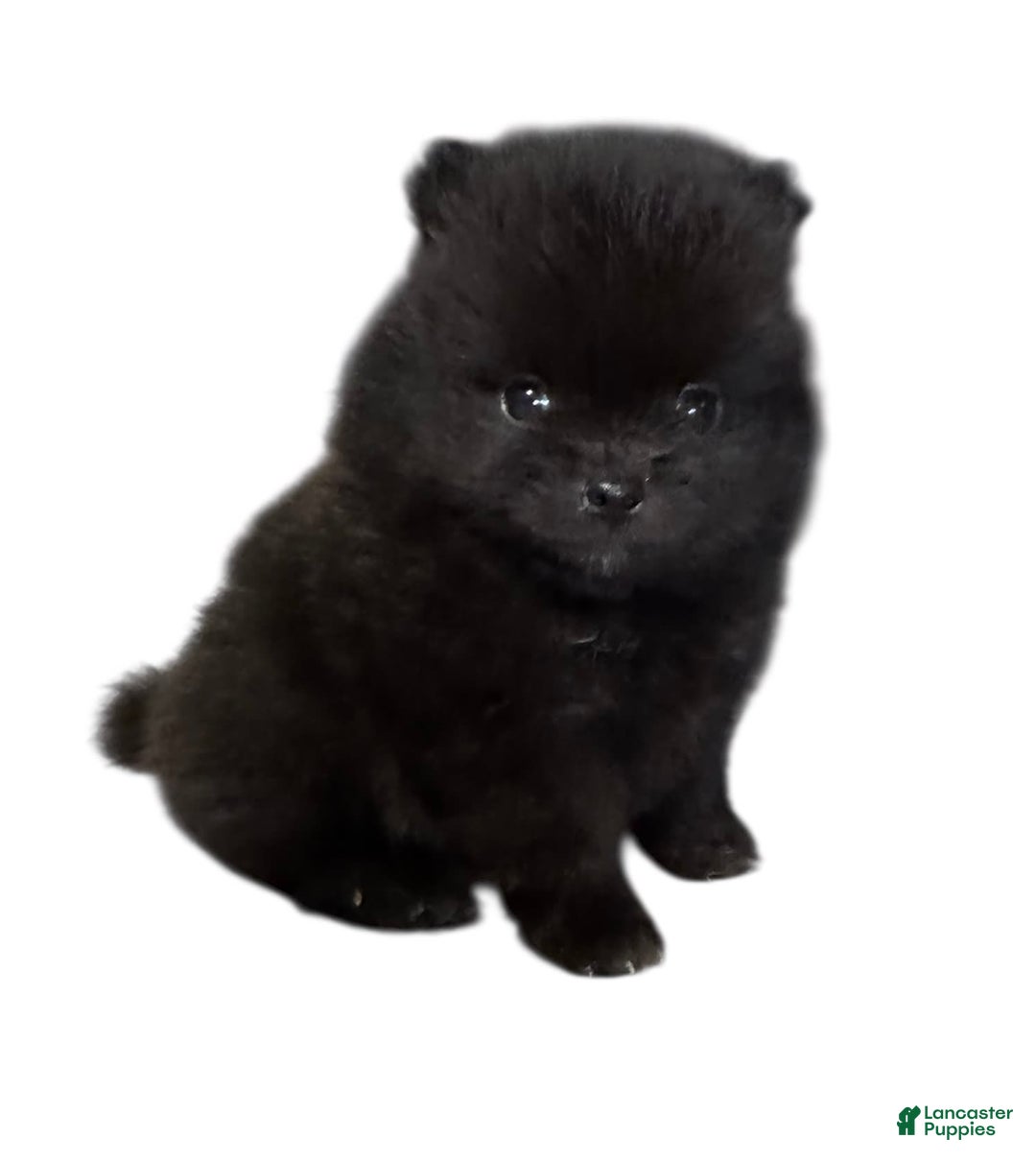 Pomeranian dogs for sale: Jet - Image 9