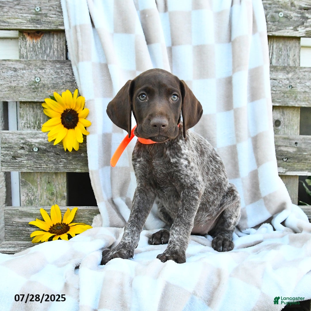 German Shorthaired Pointer dogs for sale: Lavender - Image 3