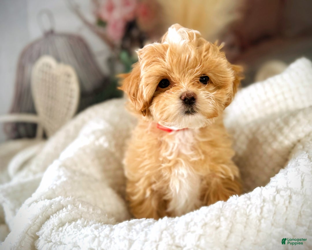 Maltipoo dogs for sale: Red Collared Boy - Image 21