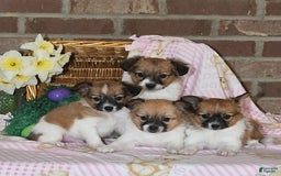 Papillon dogs for sale: Pluto - Image 24